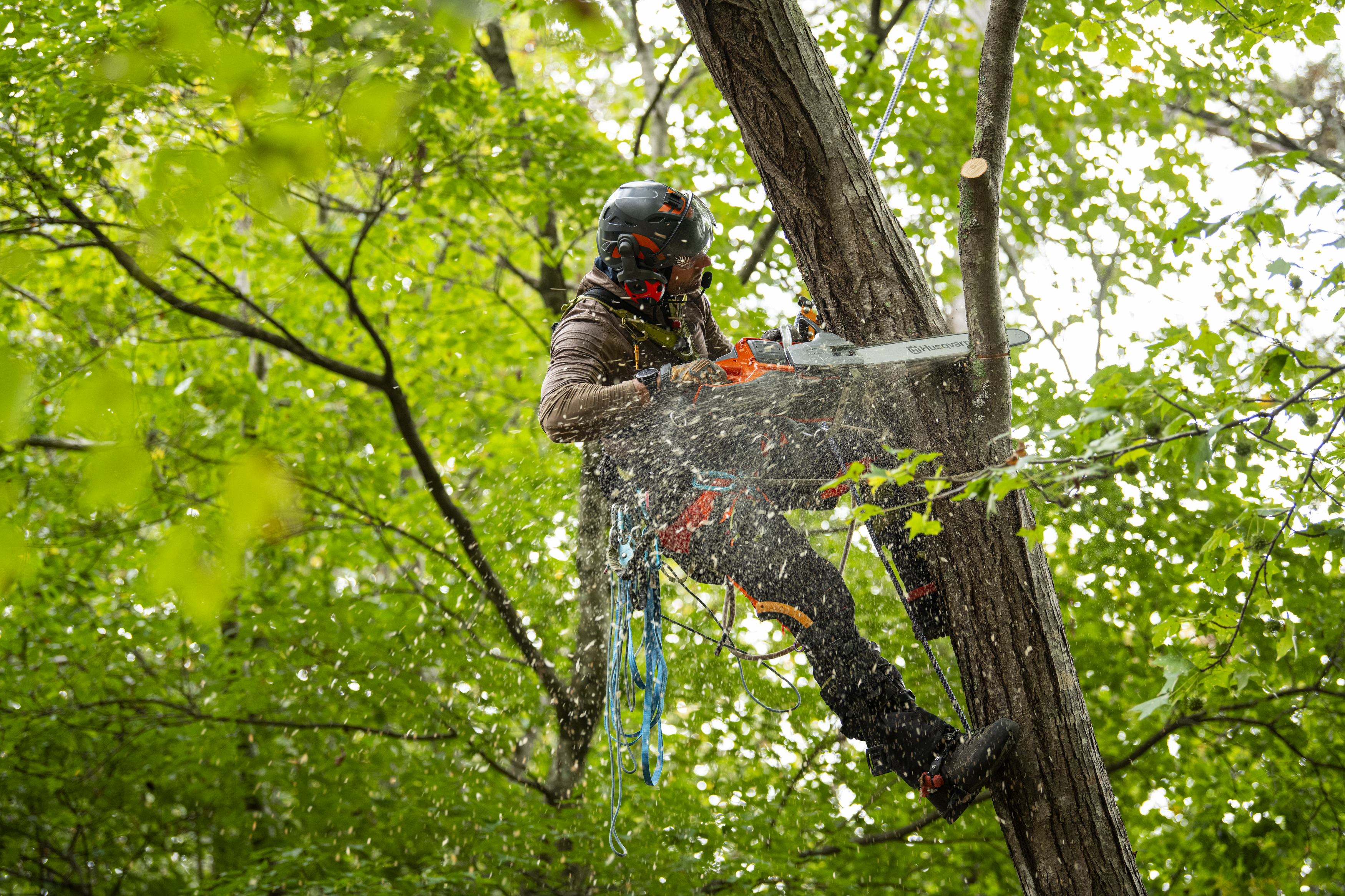 Man cutting tree